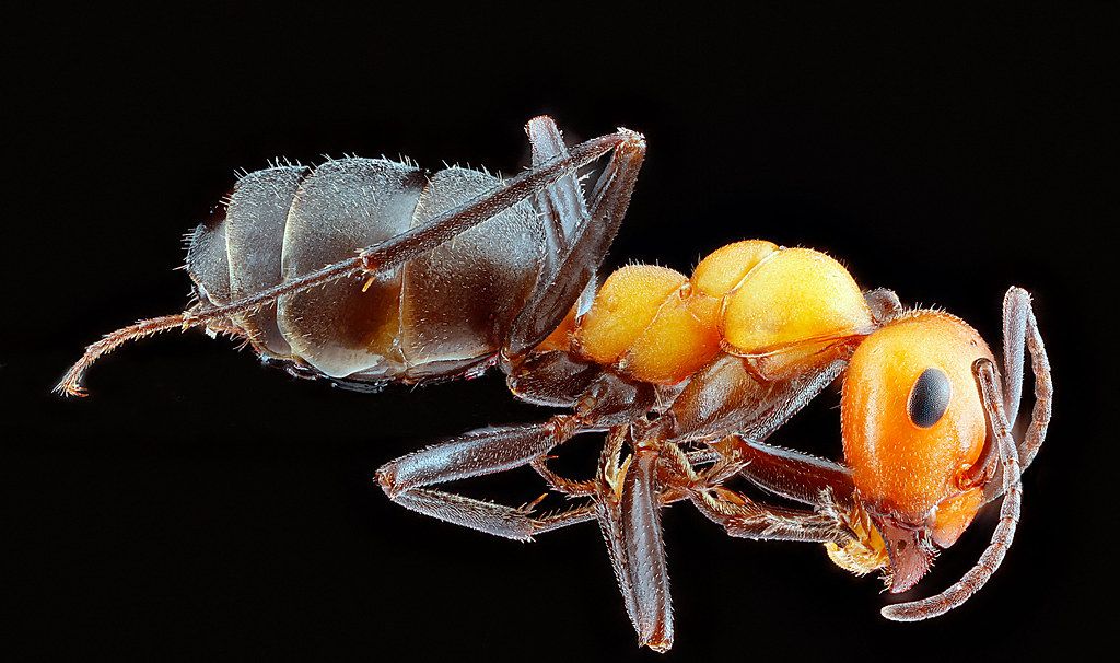 Ant Control service in Pflugerville, TX