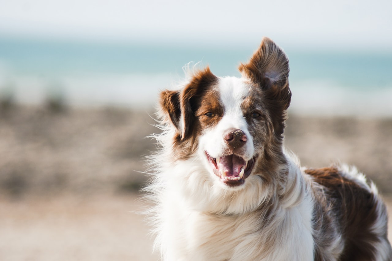 Flea & Tick Control service in Pflugerville, TX