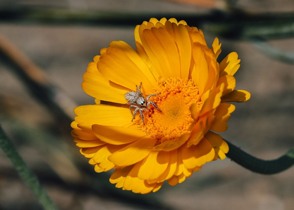 Spider Control service in Pflugerville, TX